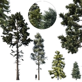 coniferous tree set 1