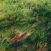 High Details Grass_02