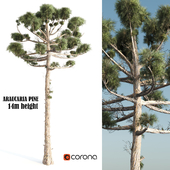 ARAUCARIA PINE-corona