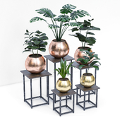 plants set
