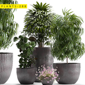 plants 288