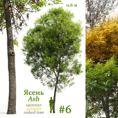 Ash-tree / Fraxinus #6