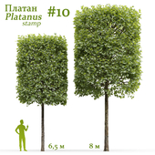 Plane-tree / Sycamore / Platanus stamp #10