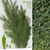 Ivy / Hedera helix #4
