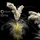 pampas bush
