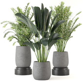 Indoor Plants Collection - Set 267