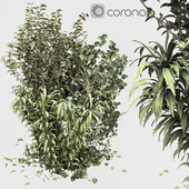 bush