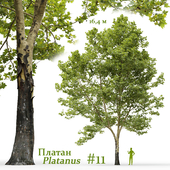 Plane-tree / Sycamore / Platanus #11