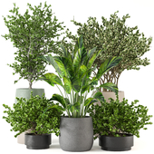 Indoor Plants Collection - Set 305