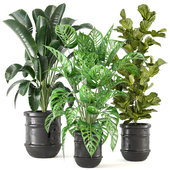 Indoor Plants Collection - Set 306