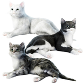 Relaxing cat 1