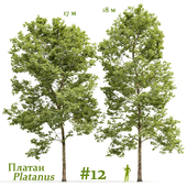 Plane-tree / Sycamore / Platanus #12