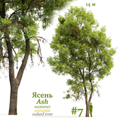 Ash-tree / Fraxinus #7