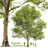 Plane-tree / Sycamore / Platanus #13