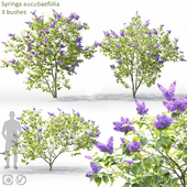 Syringa aucubaefolia