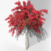 Bougainvillea 3-2