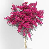 Bougainvillea 3-3