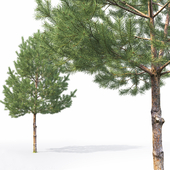 Pinus