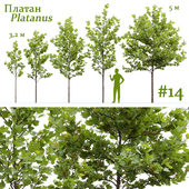 Plane-tree / Sycamore / Platanus #14