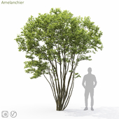Amelanchier #4