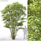 Amelanchier #5
