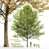 Plane-tree / Sycamore / Platanus #15