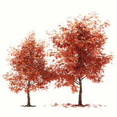 maple tree01