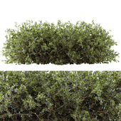 blueberry bush 03