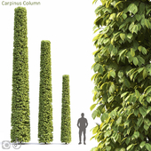 carpinus