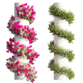 Bougainvillea plant set 63