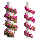 Bougainvillea plant set 64