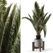 sago palm 003