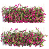Bougainvillea plant set 70