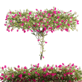 Bougainvillea plant set 66