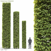 carpinus
