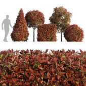 Photinia fraseri Red Robin (Photinia fraseri Red Robin)