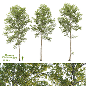 Plane-tree / Sycamore / Platanus #17