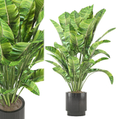 indoor Plants Collection - Set 849