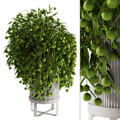 indoor plant 07