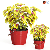 indoor plants02