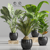 indoor plant 01