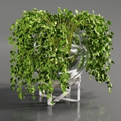 indoor plant 08