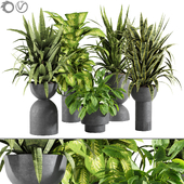 plant collection set 14