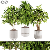 plant collection set 15