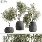 plant collection set 10