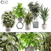 plant collection set 13