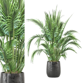 indoor Plants Collection - Set 887