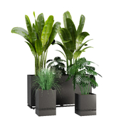 indoor plant set3