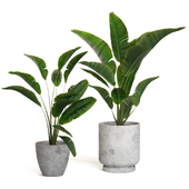 Strelitzia Potted Banana Palm
