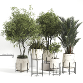 Indoor Plant Set 01